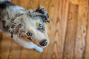 KS Studios Pets Portfolio