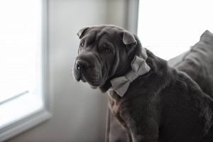 KS Studios Pets Portfolio
